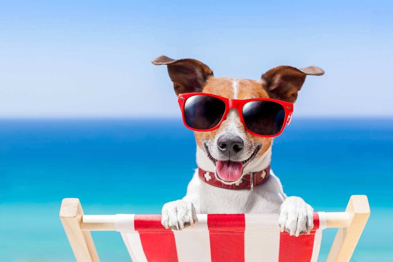 Beach dog