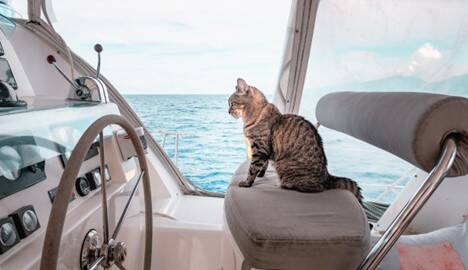 CATptain of the boat (Photo by gonewiththewynns.com)