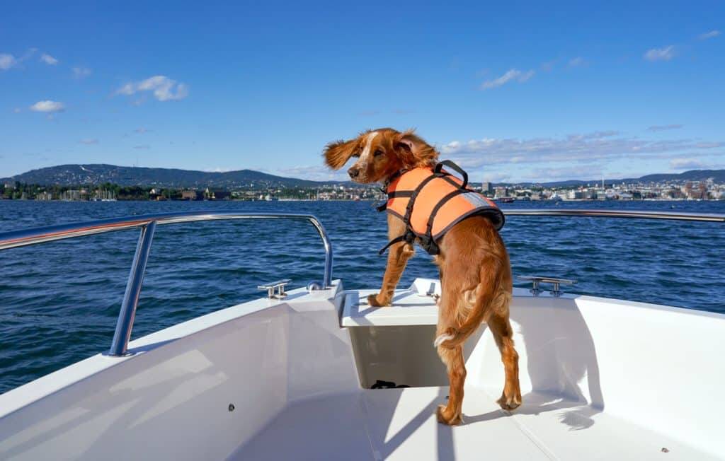 Doggo on board